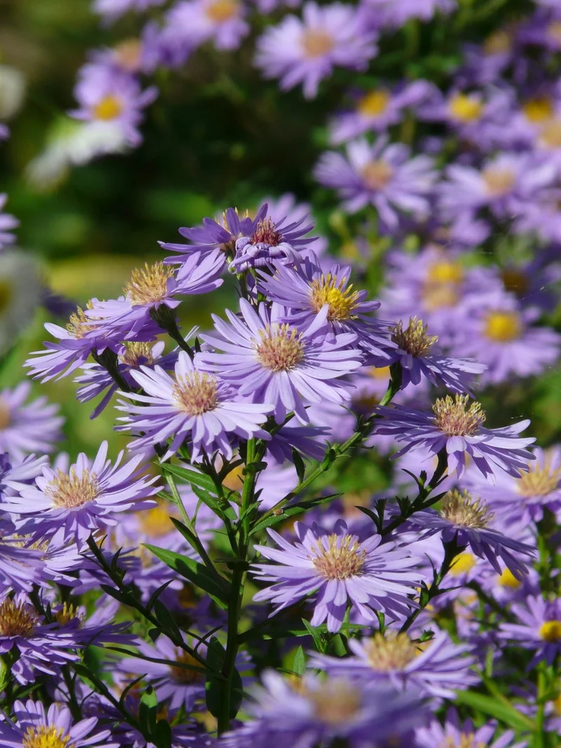 Decoding 'Aster': What the Data Reveals About the Flower, the Crypto, and the Name