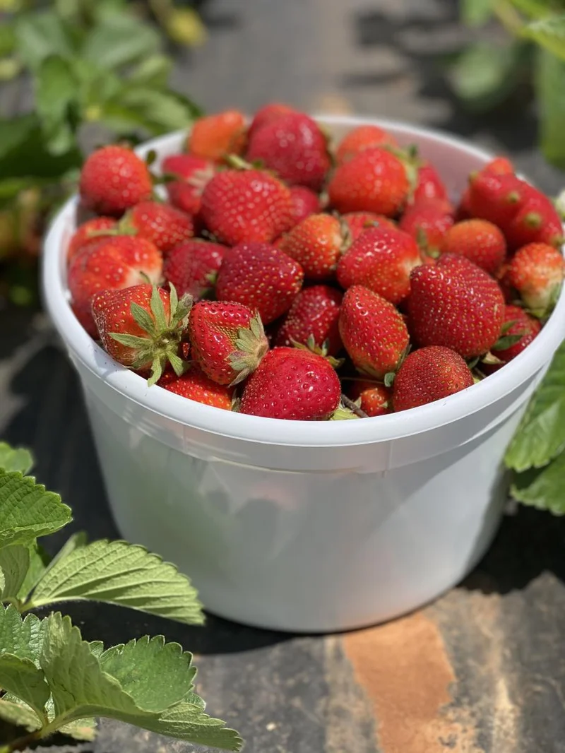 The Liberty Mills Farm Closure: Why It's a Warning Sign for All of Us